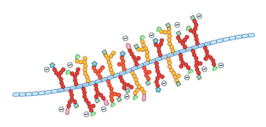 Illustration of mucin structure, showing a rope-like protein backbone and attached sugars protruding from it.