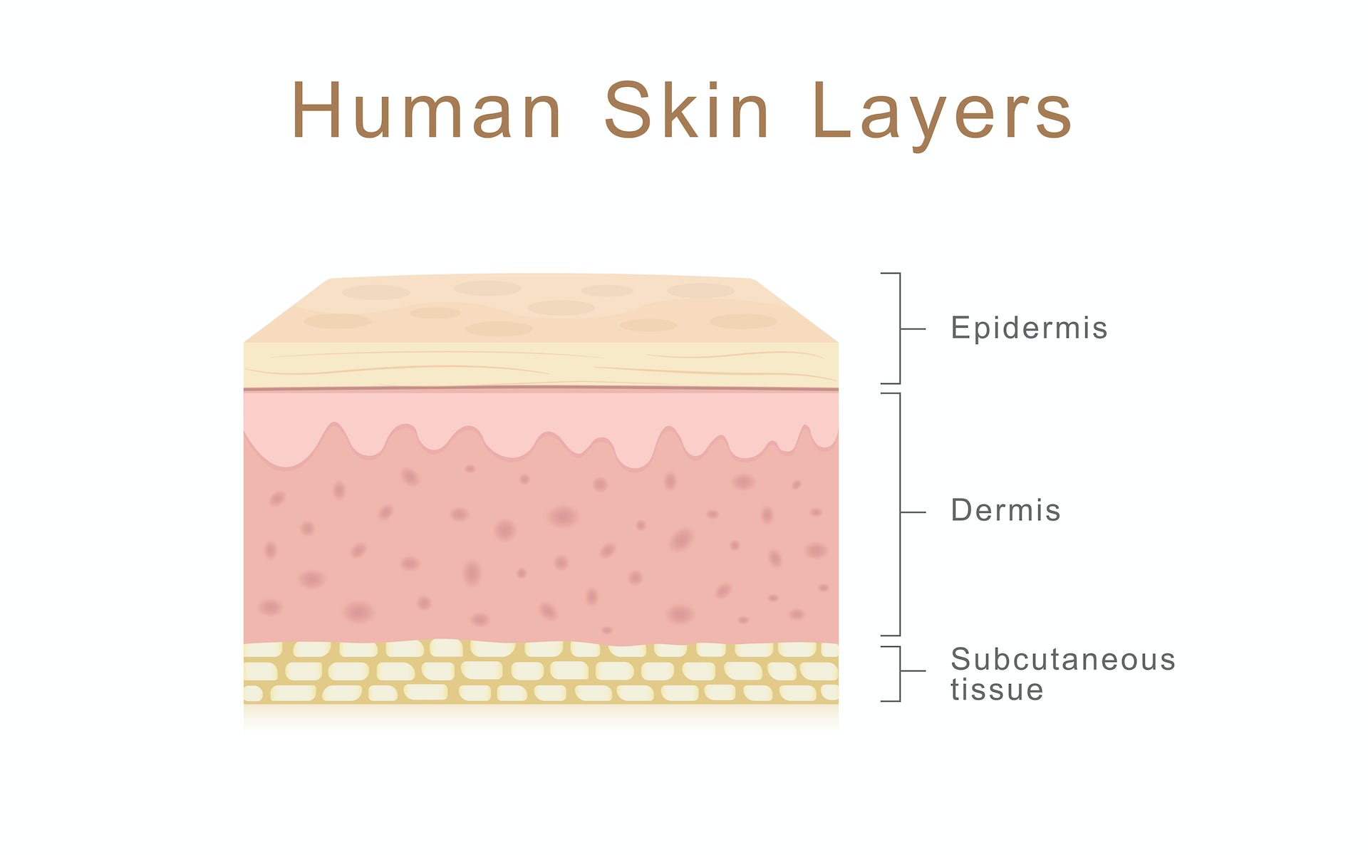 Diagram showing human skin layers.