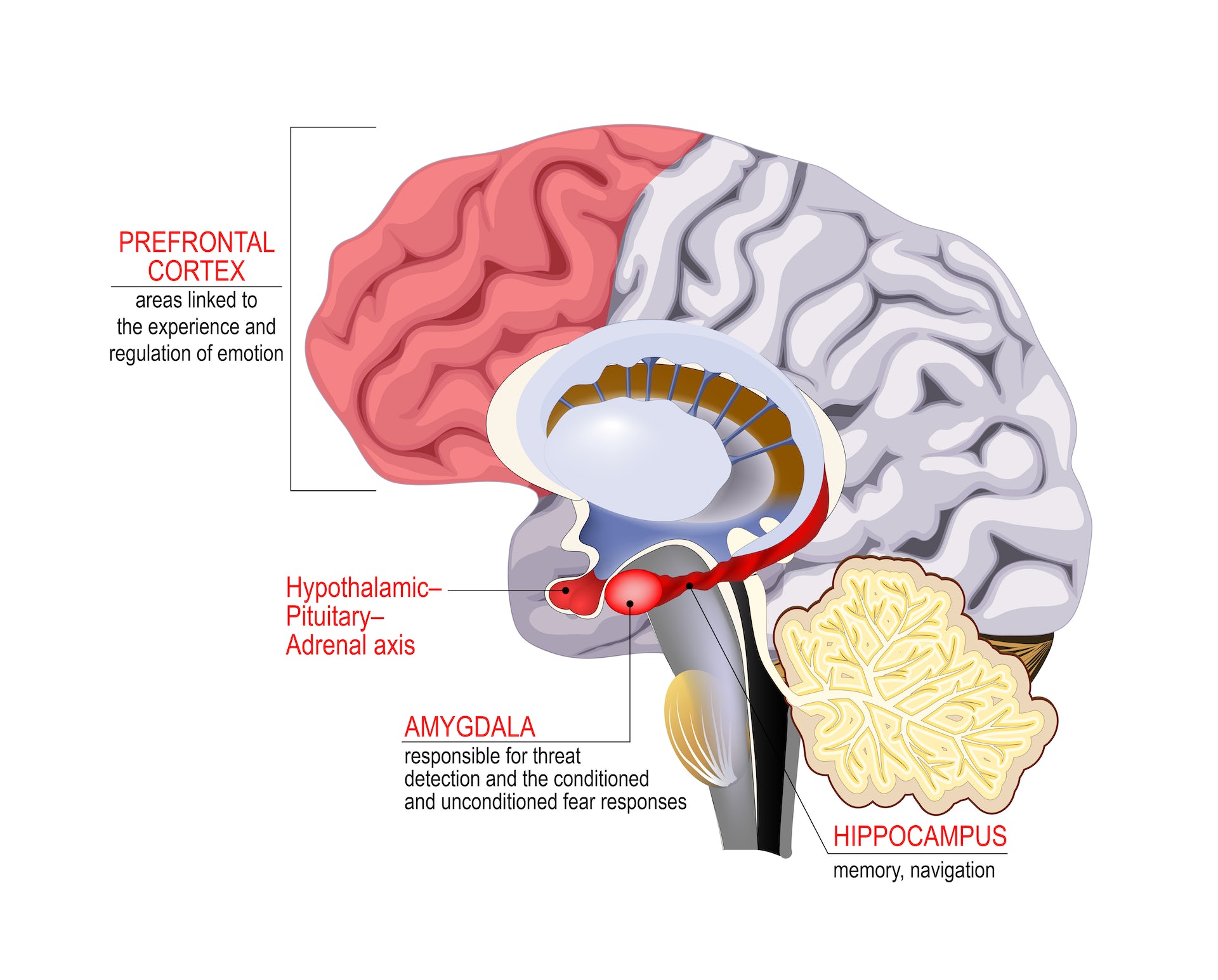 Illustration of a human brain highlighting various brain regions that are associated with stress.