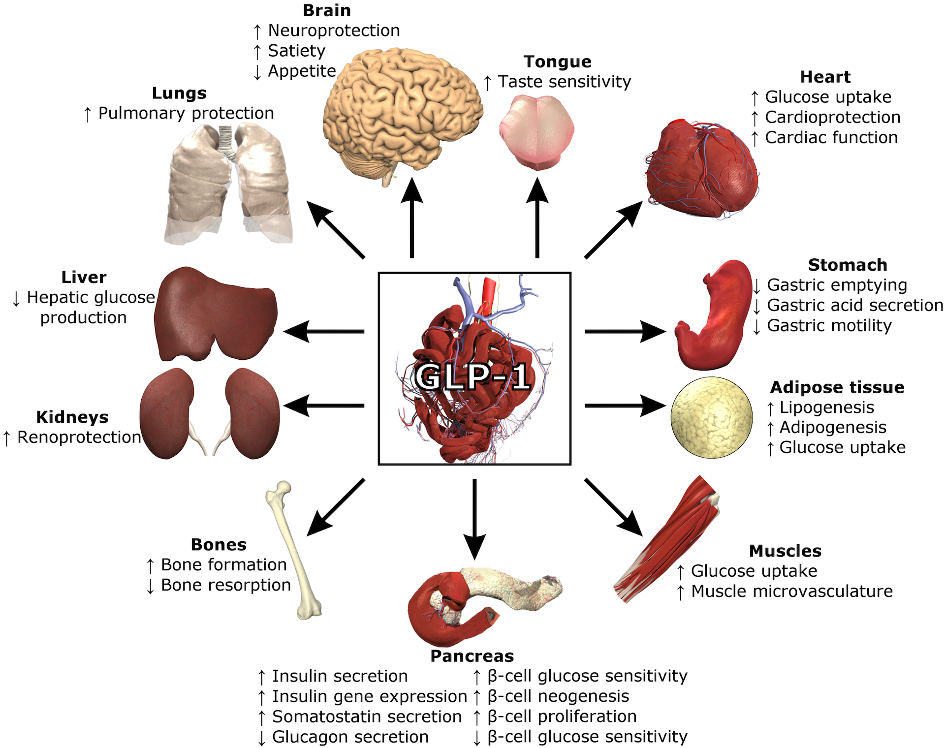 Diagram showing the effects of GLP-1 on various organs of the body