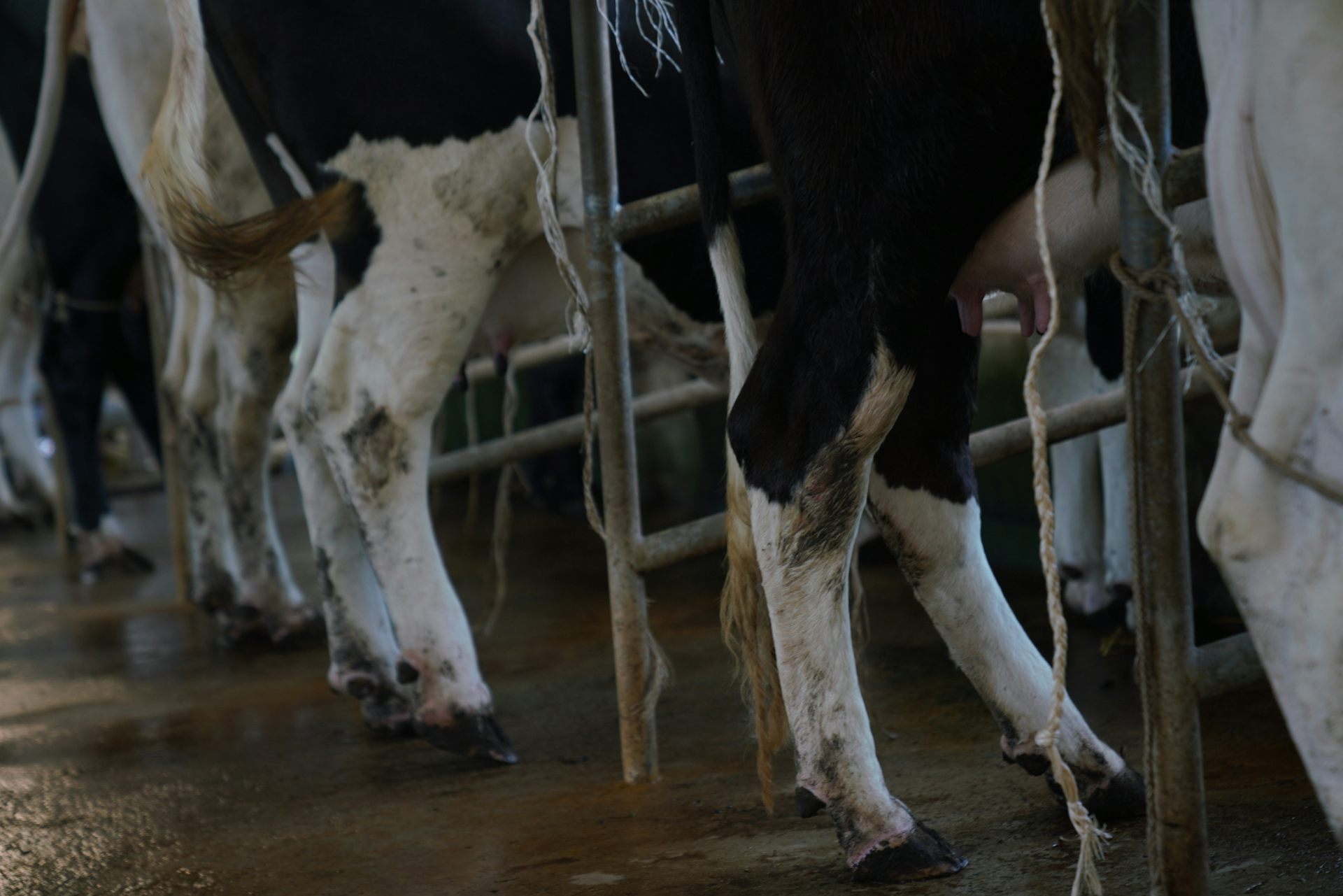 Hind legs of cows standing in a stall