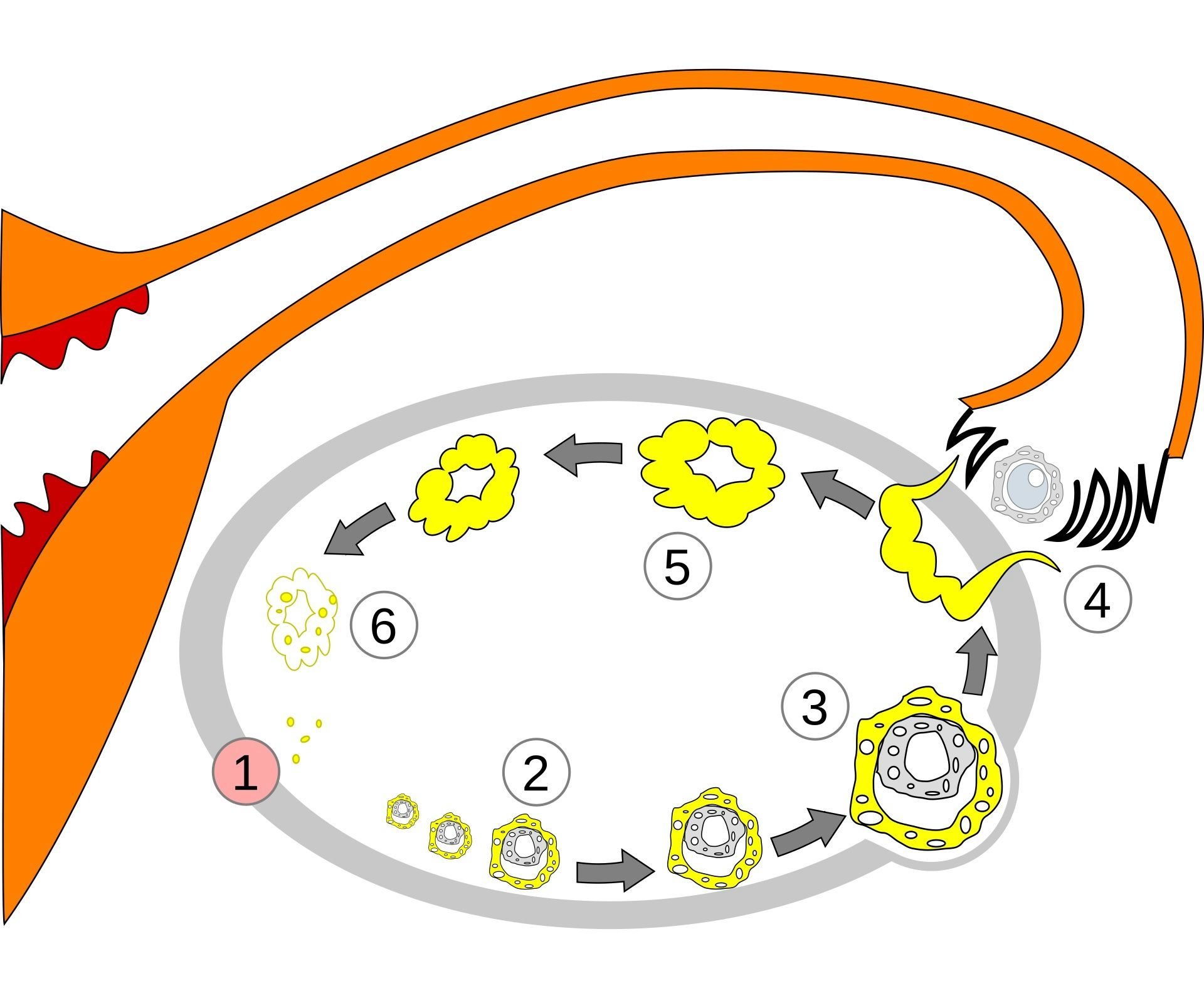 A diagram showing changes in the ovary over the menstrual cycle.