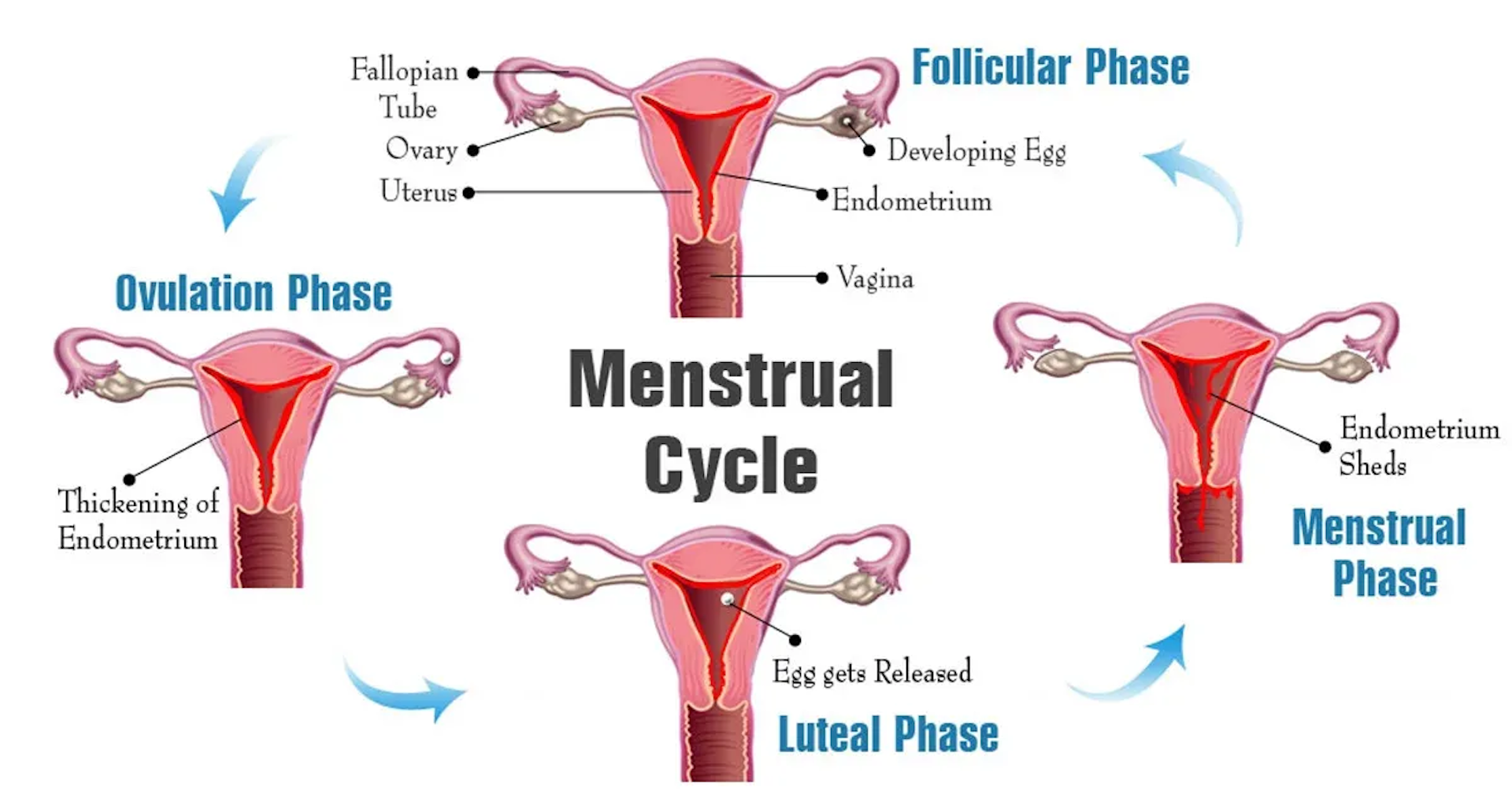 A diagram showing changes in the uterus over the four stages of the menstrual cycle.