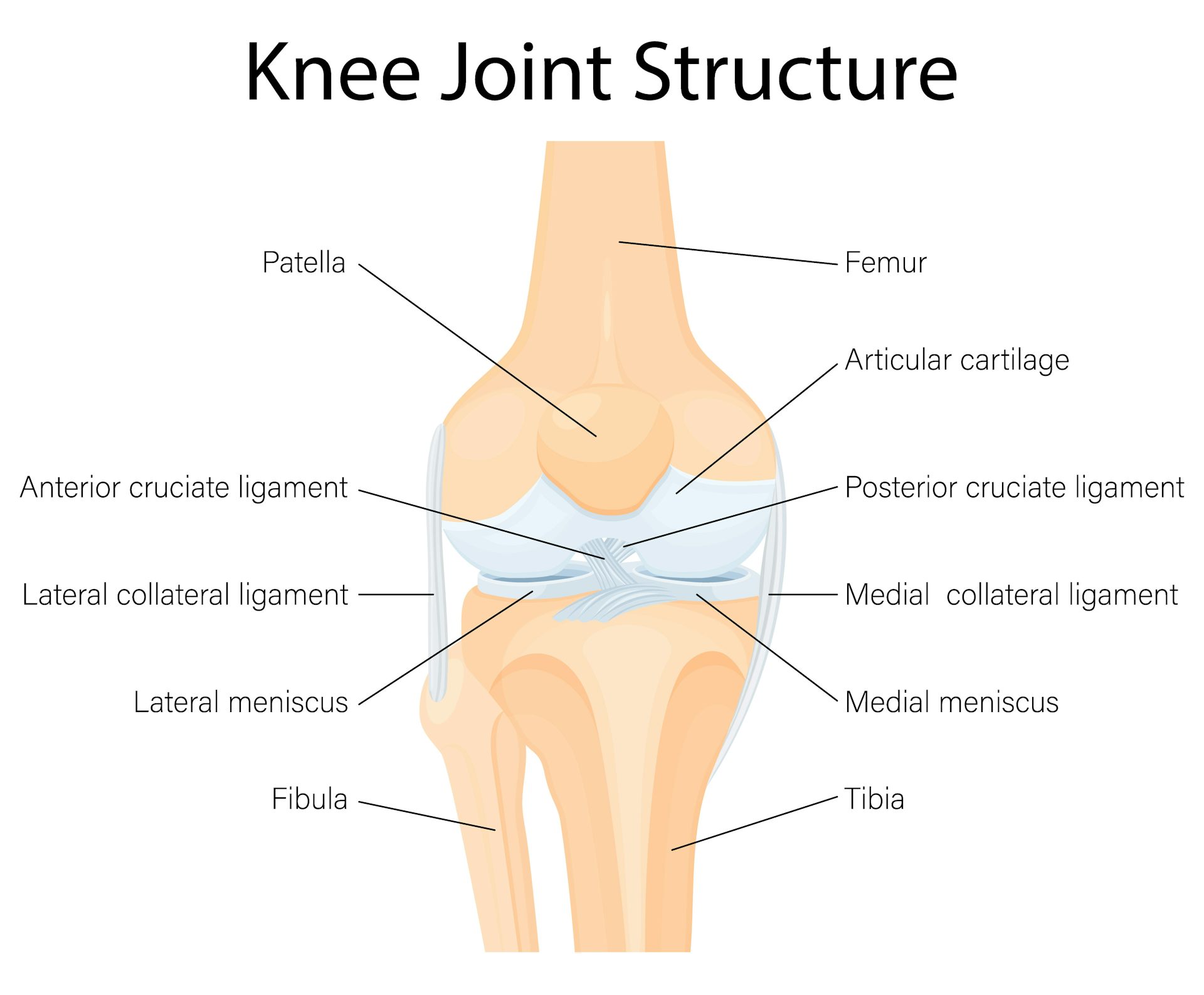 diagram of a healthy knee