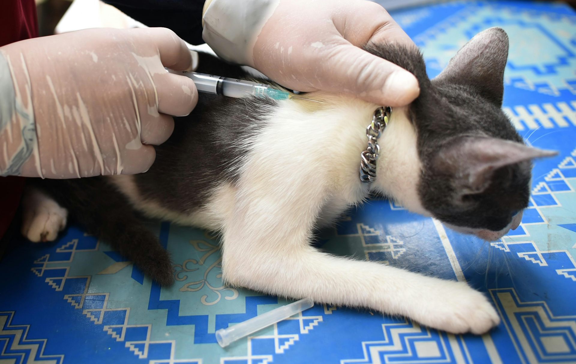 A cat receiving a rabies vaccine